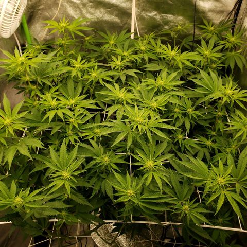 OG strain growlog timeline photo