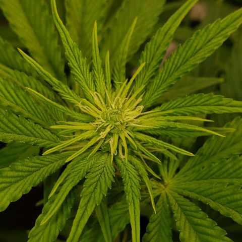 OG strain growlog timeline photo
