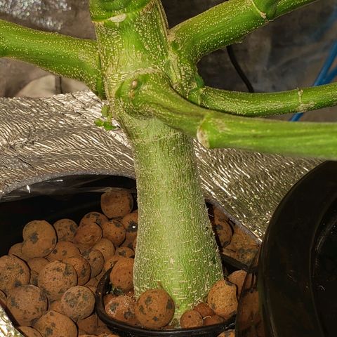 OG strain growlog timeline photo