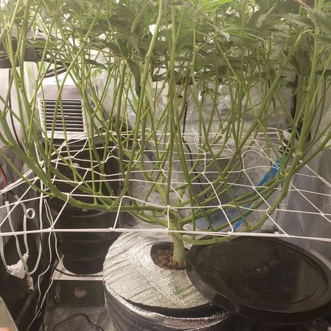 OG strain growlog timeline photo