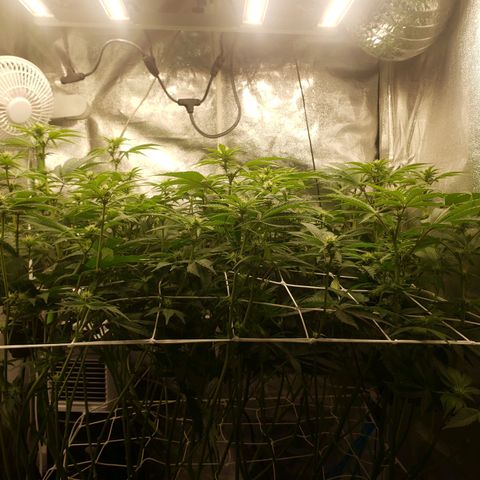 OG strain growlog timeline photo