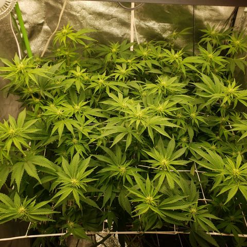 OG strain growlog timeline photo