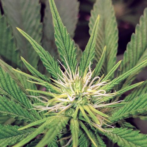 OG strain growlog timeline photo