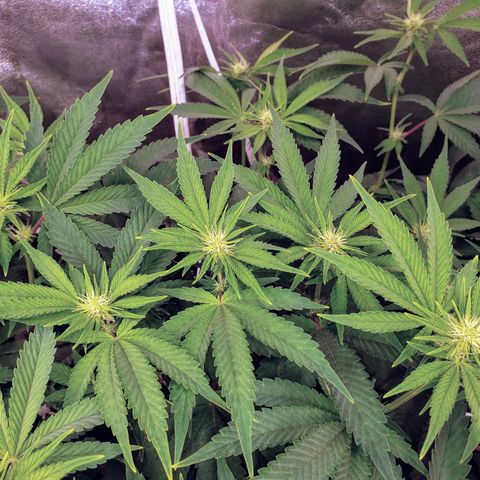 OG strain growlog timeline photo