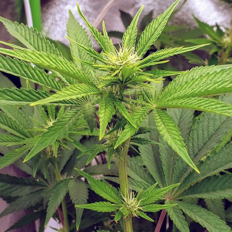 OG strain growlog timeline photo