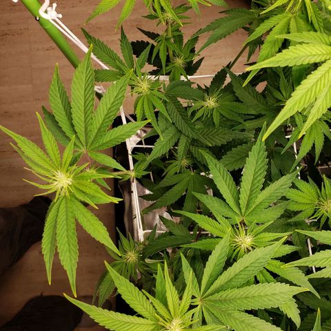OG strain growlog photo: 6:53am
Open up more bud sites