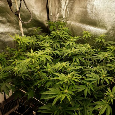 OG strain growlog photo: 6:53am
Open up more bud sites