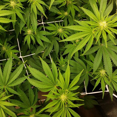 OG strain growlog photo: 6:53am
Open up more bud sites