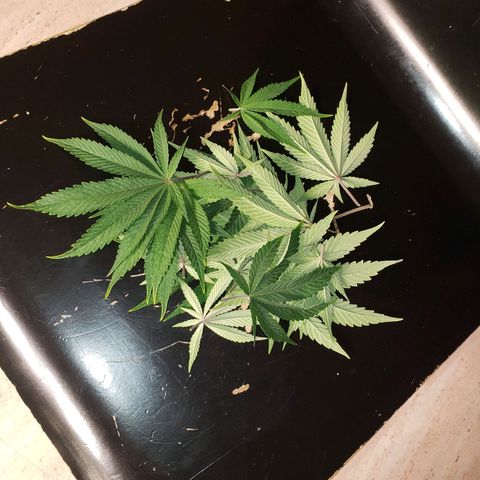 OG strain growlog photo: 6:53am
Open up more bud sites