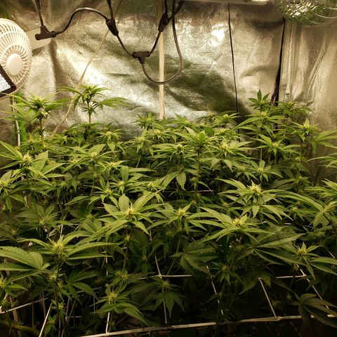 OG strain growlog timeline photo