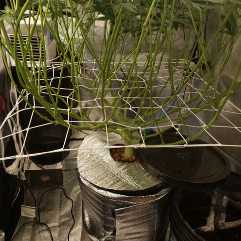 OG strain growlog timeline photo
