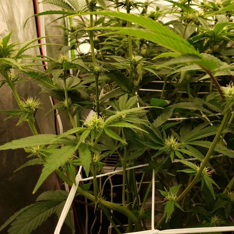 OG strain growlog timeline photo