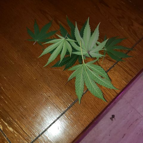 OG strain growlog timeline photo