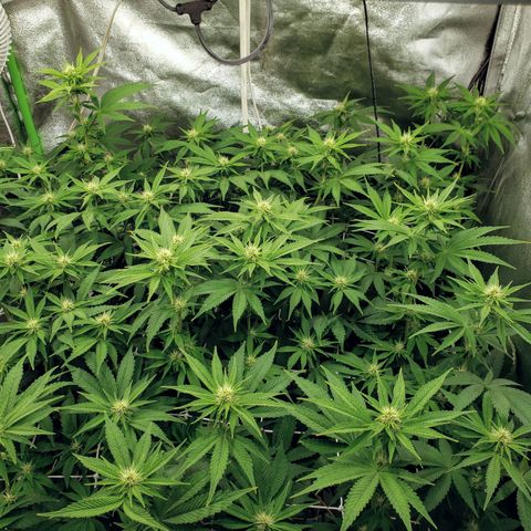 OG strain growlog timeline photo
