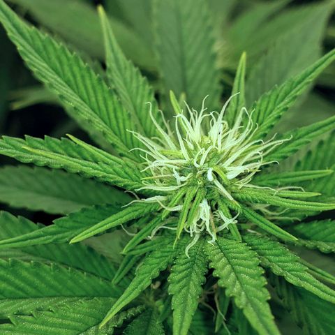 OG strain growlog timeline photo