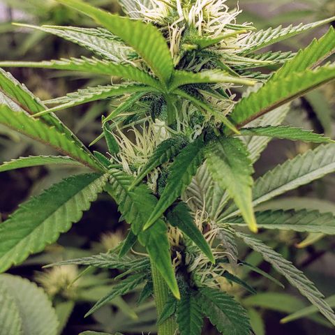OG strain growlog timeline photo