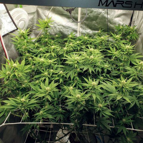 OG strain growlog timeline photo