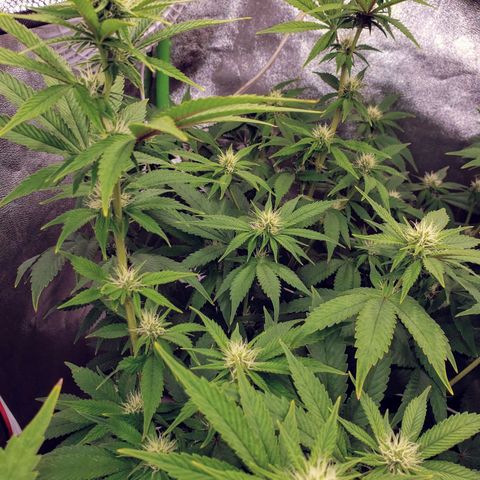 OG strain growlog timeline photo