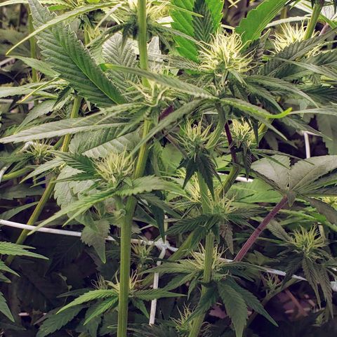 OG strain growlog timeline photo