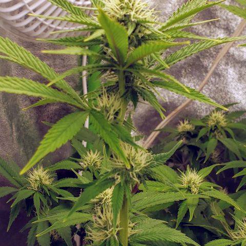 OG strain growlog timeline photo