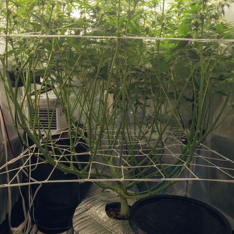 OG strain growlog timeline photo