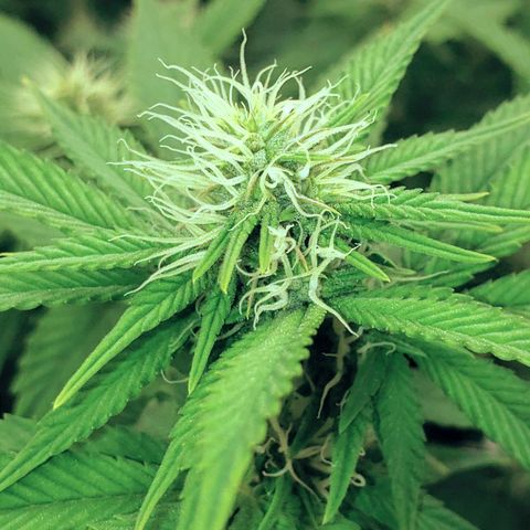 OG strain growlog timeline photo