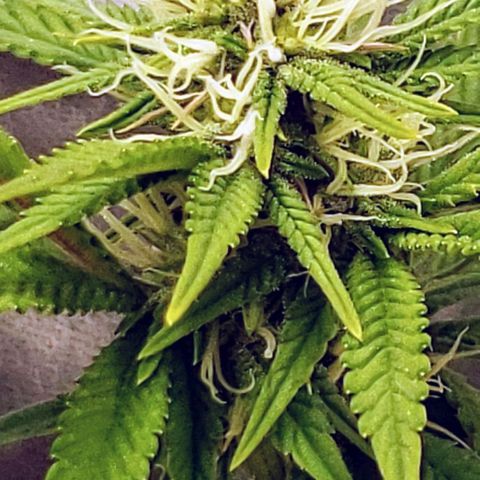 OG strain growlog timeline photo
