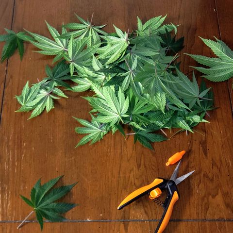 OG strain growlog timeline photo