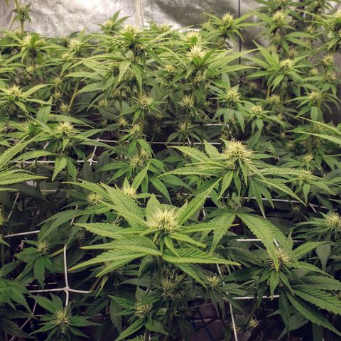 OG strain growlog timeline photo