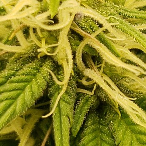 OG strain growlog timeline photo
