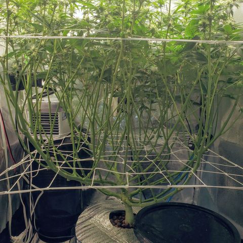 OG strain growlog timeline photo