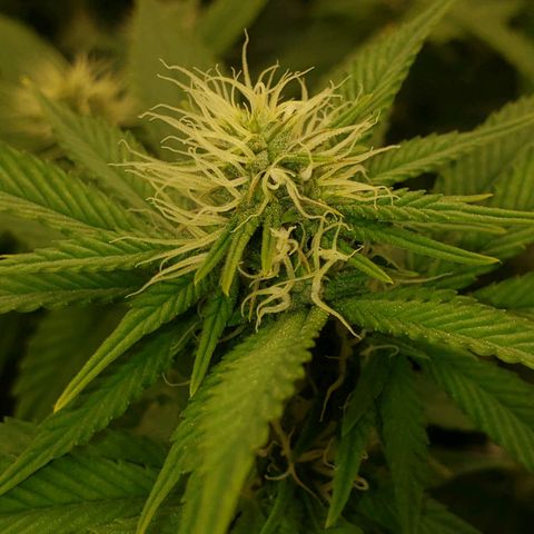 OG strain growlog timeline photo