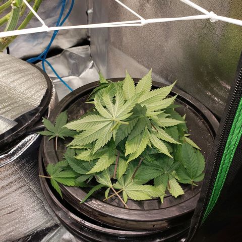 OG strain growlog timeline photo