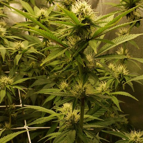 OG strain growlog timeline photo