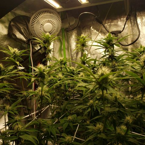 OG strain growlog timeline photo