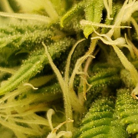 OG strain growlog timeline photo