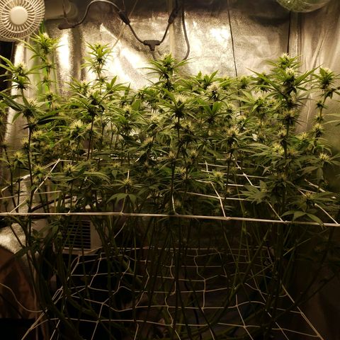 OG strain growlog timeline photo