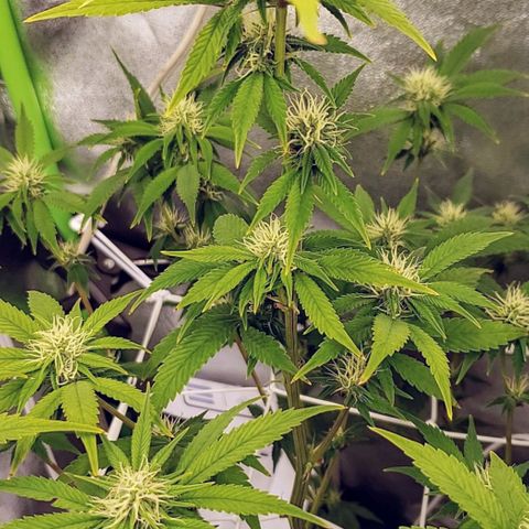 OG strain growlog timeline photo