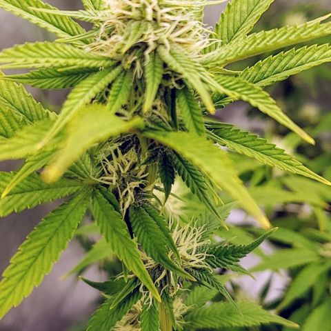 OG strain growlog timeline photo