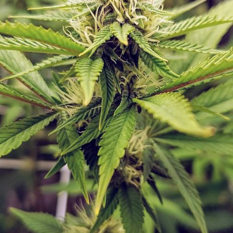OG strain growlog timeline photo
