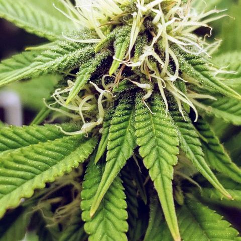 OG strain growlog timeline photo