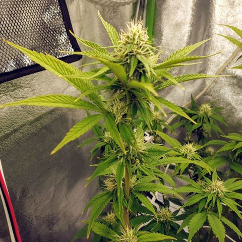 OG strain growlog timeline photo