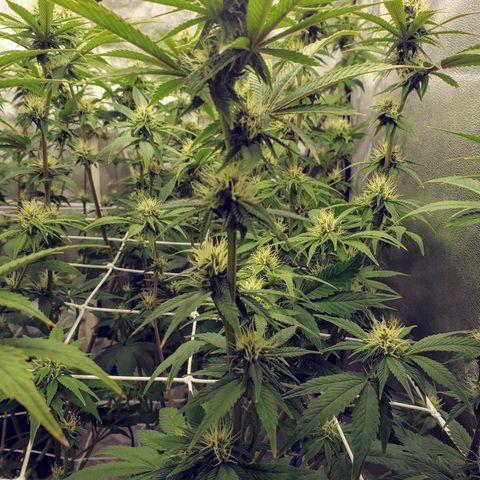 OG strain growlog timeline photo