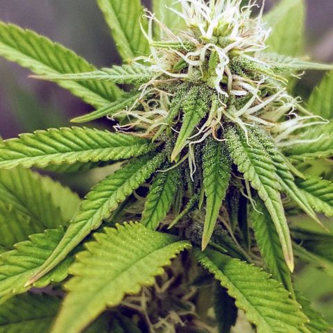 OG strain growlog timeline photo