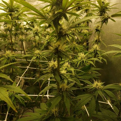 OG strain growlog timeline photo