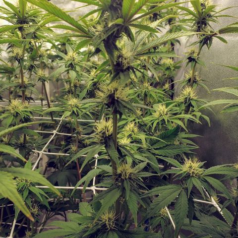 OG strain growlog timeline photo