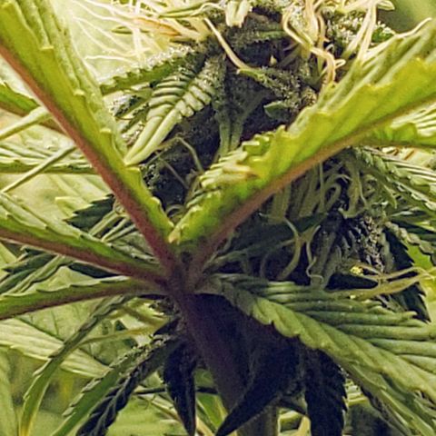 OG strain growlog timeline photo