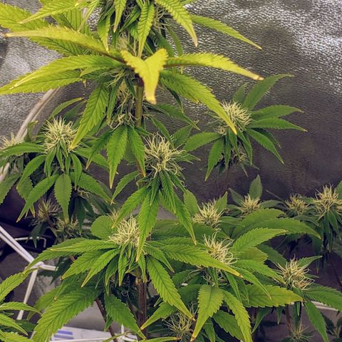 OG strain growlog timeline photo