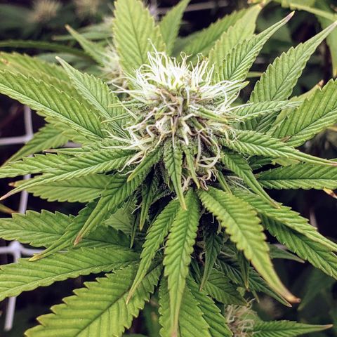 OG strain growlog timeline photo
