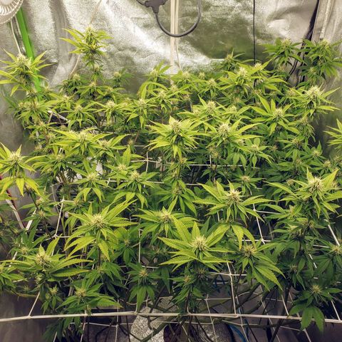 OG strain growlog timeline photo